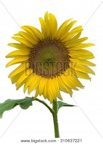 Sunflower On White Background,  It Is Isolated Images