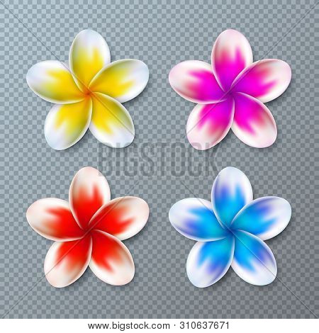 Vector Illustration With Colorful Plumeria Flower Collection Isolated On Transparent Background. Vec