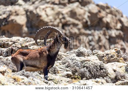 Very Rare Walia Ibex, Capra Walia, One Of The Rarest Ibex In World. Only About 500 Individuals Survi
