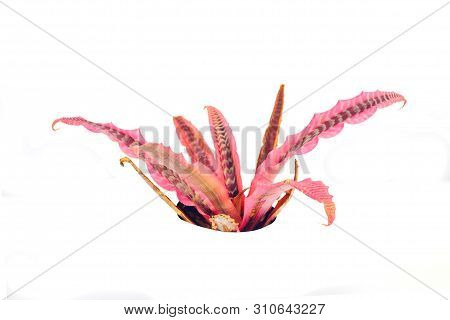 Bromeliads Cryptanthus Red Plant On White Background