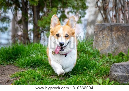 Happy And Active Purebred Welsh Corgi Dog Running Outdoors In The Park On A Sunny Summer Day.