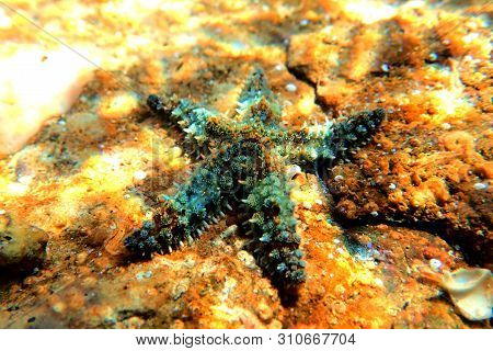 Mediterranean Rock Sea Star - Coscinasterias Tenuispina
