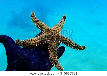 Mediterranean Rock Sea Star - Coscinasterias Tenuispina