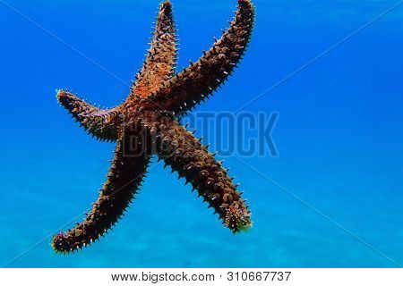 Mediterranean Rock Sea Star - Coscinasterias Tenuispina