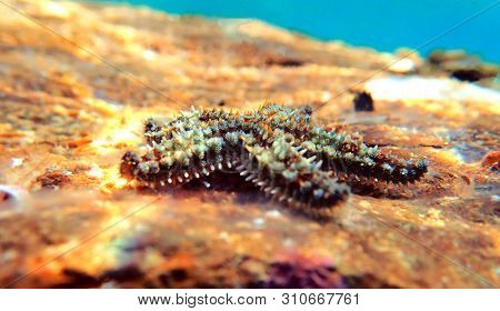 Mediterranean Sea Rock Star Fish - Coscinasterias Tenuispina