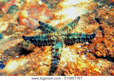 Mediterranean Sea Rock Star Fish - Coscinasterias Tenuispina
