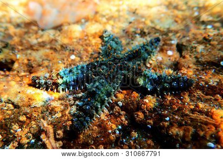Mediterranean Sea Rock Star Fish - Coscinasterias Tenuispina