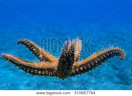 Mediterranean Sea Rock Star Fish - Coscinasterias Tenuispina