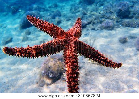 Mediterranean Sea Rock Star Fish - Coscinasterias Tenuispina