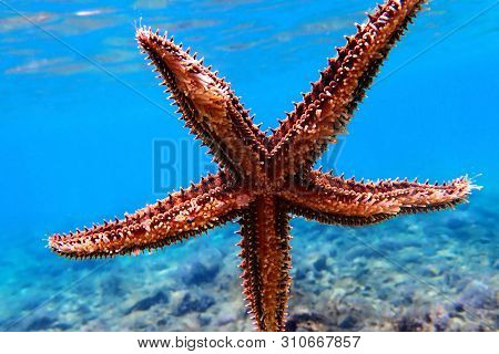 Mediterranean Sea Rock Star Fish - Coscinasterias Tenuispina