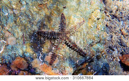 Mediterranean Sea Rock Star Fish - Coscinasterias Tenuispina