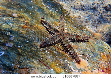 Mediterranean Sea Rock Star Fish - Coscinasterias Tenuispina