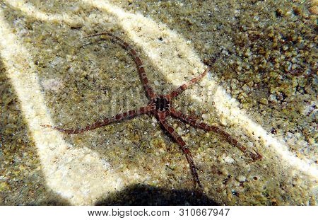 Smooth Brittle Sea Star - Ophioderma Longicauda