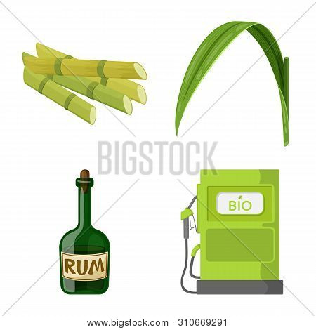 Isolated Object Of Sugarcane And Cane Symbol. Set Of Sugarcane And Field Stock Vector Illustration.