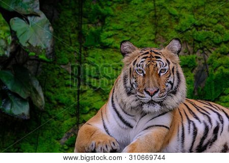 Bengal Tiger In Forest Show Head And Leg