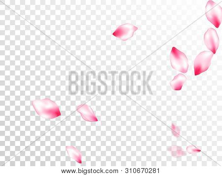 Pink Sakura Petals Confetti Flying And Falling On Transparent Background. Oriental Composition. Natu