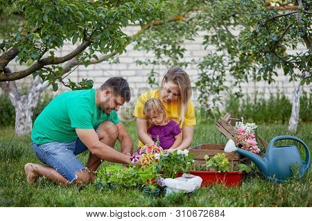 Happy Family Gardening Together And Taking Care Of Nature. Plant Sprouts And Fertilize The Ground. M