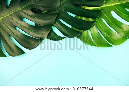 Three Tropical Jungle Monstera Leaves Isolated On Blue Background. Flat Lay Style.