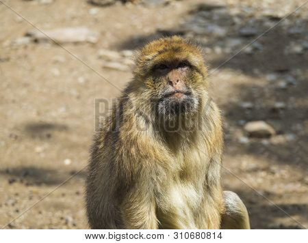 Close Up Portrait Of Barbary Macaque, Macaca Sylvanus, Looking To The Camera, Selective Focus, Copy 