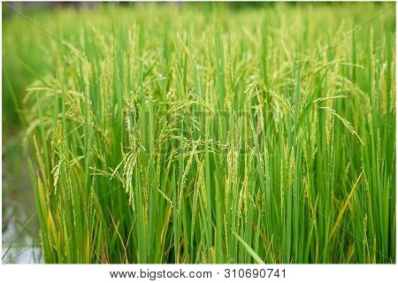 Ear Of Rice In The Field With Blurred Leaf Of Rice