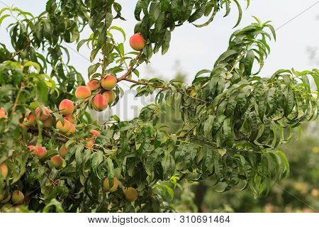 Ripe Peaches Hanging On The Tree In The Orchard. Focys On Peaches. Healthy And Natural Food.