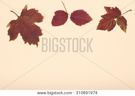 Dry Leaves On Beige Background. An Autumn Still Llife. Top View With Copy Space. Background In Autum