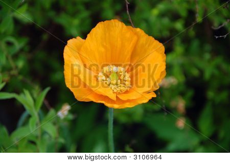 Orange Poppy