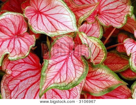 Pink Tropical Leaves