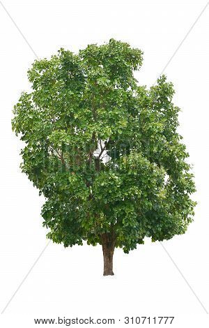 Big Green Trees Isolated On White Background, Tropical Trees Isolated Used For Design, Advertising A