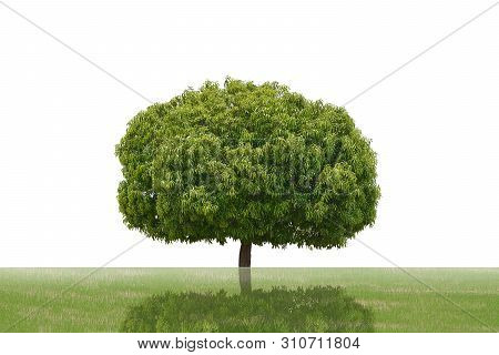 Big Green Trees Isolated On White Background, Tropical Trees Isolated Used For Design, Advertising A