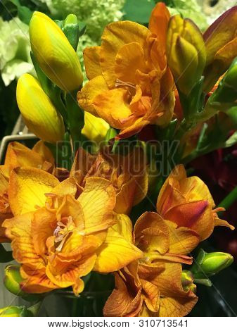 Beautiful Bright Spring Freesia Flowers, Closeup. Red And Yellow Freesia Flower.