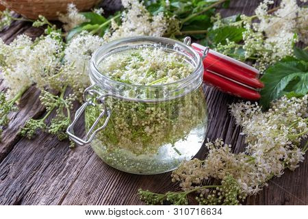 Preparation Of Homemade Tincture From Fresh Meadowsweet Blossoms - A Natural Alternative To Aspirin
