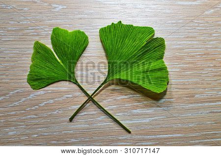 Branches And Leaves Of A Ginkgo.