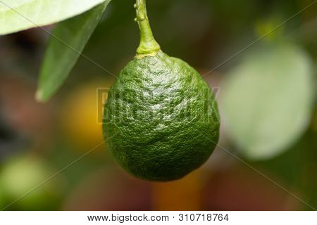 Citrus Aurantiifolia, Green Lime Fruit On A Branch In Close Up