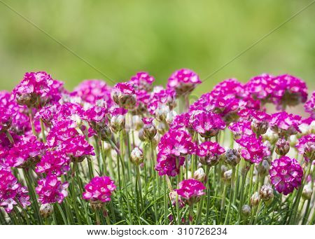 Close Up Macro Of Bunch Of Pink Blooming Armeria Maritima, Commonly Known As Thrift, Sea Thrift Or S