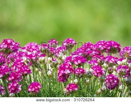 Close Up Macro Of Bunch Of Pink Blooming Armeria Maritima, Commonly Known As Thrift, Sea Thrift Or S