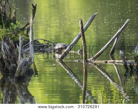 Red-eared Slider Turtle With Trachemys Scripta Elegans Stand On Tree Root On Green Pond Water With D