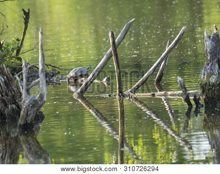 Red-eared Slider Turtle With Trachemys Scripta Elegans Stand On Tree Root On Green Pond Water With D
