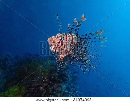 Closeup And Macro Shot Of The Red Lionfish Or Red Firefish During A Leisure Dive In Mabul Island, Se