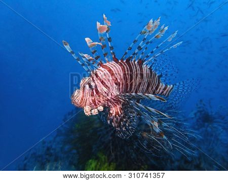 Closeup And Macro Shot Of The Red Lionfish Or Red Firefish During A Leisure Dive In Mabul Island, Se