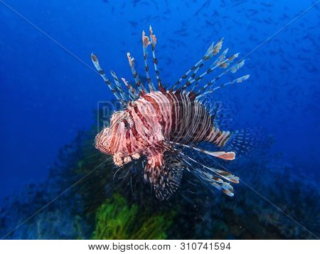 Closeup And Macro Shot Of The Red Lionfish Or Red Firefish During A Leisure Dive In Mabul Island, Se