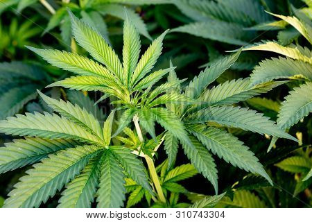 Medical Cannabis crop almost ready for harvesting on a legal grow farm  