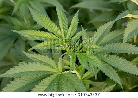 Medical Cannabis crop almost ready for harvesting on a legal grow farm  