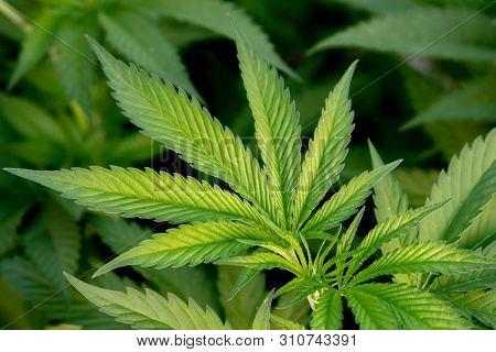 Medical Cannabis crop almost ready for harvesting on a legal grow farm  