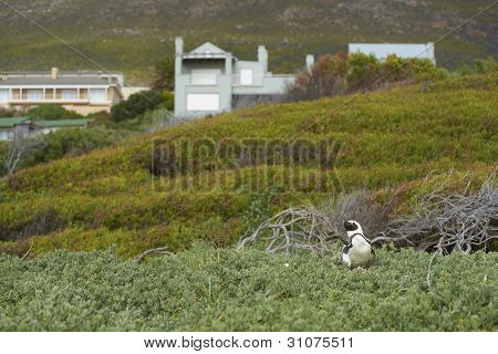 Colonia di pinguini di Boulders Beach