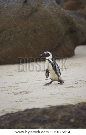 Pinguini africani