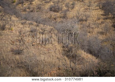 Habitat Image With A Female Tiger Cub At Ranthambore National Park. A Beautiful Tiger Cub In Search 