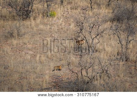 Habitat Image With A Female Tiger Cub And Alert Running Sambar Deer At Ranthambore National Park. A 