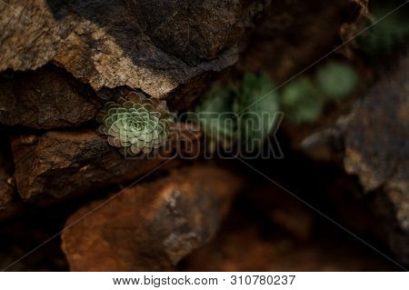 Bunch Of The Sedum Flowers Between Stones