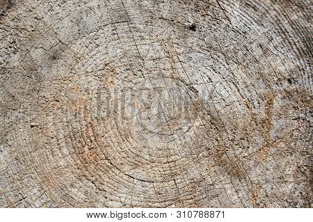 Round Saw Cut Wood. Ild Background. Close-up
